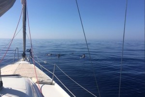 day-sailing-from-hvar-to-pakleni-islands